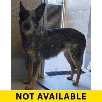 Blight -  Australian Cattle Dog Blue Heeler and Mixed Breed Dog for Adoption in Eugene, Oregon - Blight | PetCurious