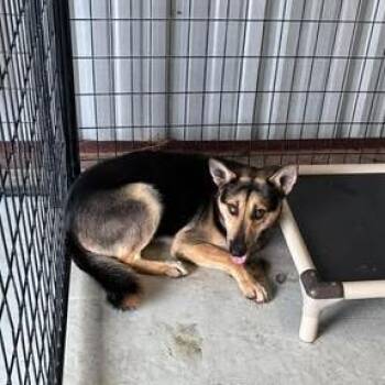 German Shepherd Dog and Husky Dogs Available for Adoption in Bastrop, Texas - GERD 26-05-172 | PetCurious