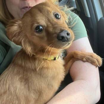 Bear (AL) -  Terrier Dog for Adoption in New York, New York - Bear (AL) | PetCurious