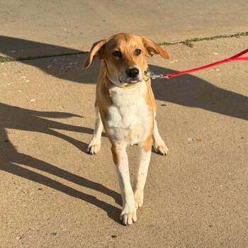Doodle -  Shepherd and Mixed Breed Dog for Adoption in Denison, Texas - Doodle | PetCurious