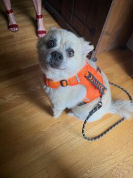 Rescue Pomeranian Dogs for Adoption in Frederick, Maryland - Sammy | PetCurious