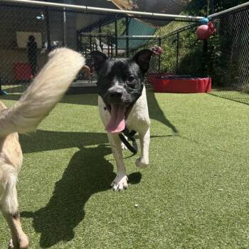 Charley -  Mixed Breed Dog for Adoption in Asheville, North Carolina - Charley | PetCurious