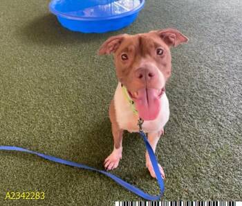 BECCA -  Mixed Breed Dog for Adoption in West Palm Beach, Florida - BECCA | PetCurious