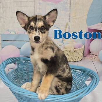 Mixed Breed Dogs Available for Adoption - Boston | PetCurious