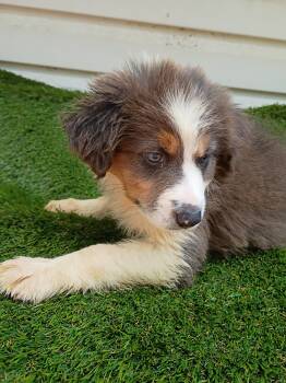 Handsome hank  -  Australian Shepherd Dog for Sale in Fort Worth, Texas - Handsome Hank  | PetCurious