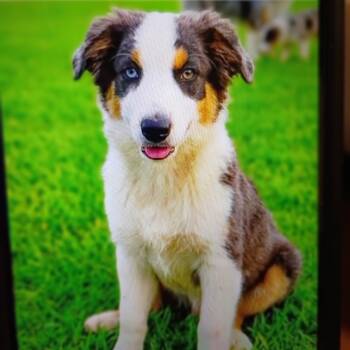 Handsome hank  -  Australian Shepherd Dog for Sale in Fort Worth, Texas - Handsome Hank  | PetCurious