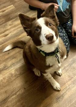 Border Collie Dogs Available for Adoption - Bryan | PetCurious