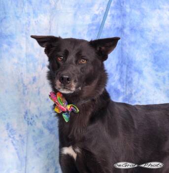 Shepherd and Labrador Retriever Dogs Available for Adoption in Pittsboro, North Carolina - Miley | PetCurious