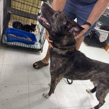Shep -  Shepherd and Mixed Breed Dog for Adoption in Marble, North Carolina - Shep | PetCurious