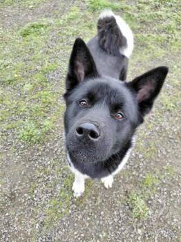 Rescue Akita Dogs for Adoption in Mcminnville, Oregon - Lucia | PetCurious
