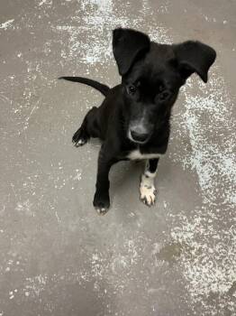 Rooney -  Border Collie and Mixed Breed Dog for Adoption in Dyersburg, Tennessee - Rooney | PetCurious