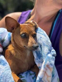 Chihuahua Dogs Available for Adoption in Lakeland, Florida - Mave | PetCurious