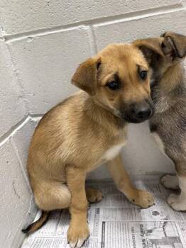 LESLIE -  Husky and German Shepherd Dog Dog for Adoption in Fairbanks, Alaska - LESLIE | PetCurious