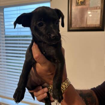 Chihuahua Dogs Available for Adoption in Joshua, Texas - Cupcake | PetCurious