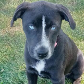 Labrador Retriever and Boxer Dogs Available for Adoption in Andover, Massachusetts - Sky Lively | PetCurious