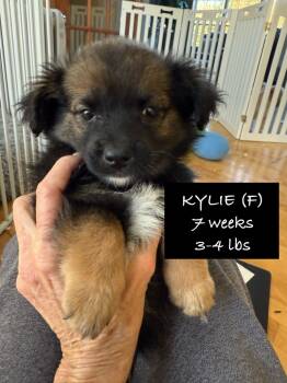Rescue Chihuahua and Mixed Breed Dogs for Adoption in Richfield, Wisconsin - Kylie | PetCurious