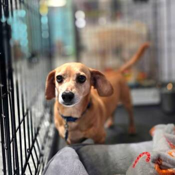 0841-D26 -  Dachshund Dog for Adoption in Port Charlotte, Florida - 0841-D26 | PetCurious