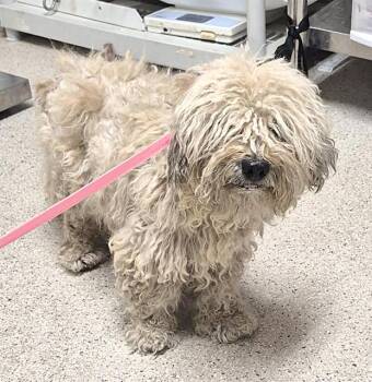 Tina - URGENT -  Miniature Poodle Dog for Adoption in Thousand Oaks, California - Tina - URGENT | PetCurious