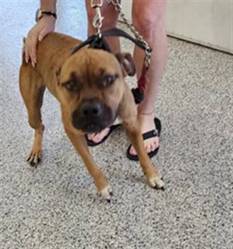 Black Mouth Cur Dogs Available for Adoption in Palmetto, Florida - A135917 | PetCurious