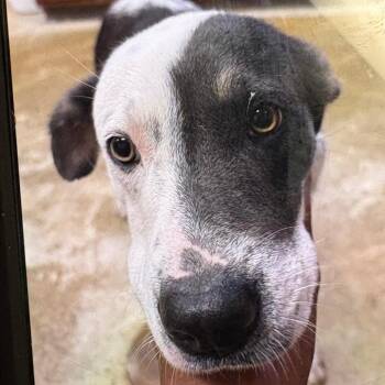 Nugget- 102607U -  Terrier and Mixed Breed Dog for Adoption in Tupelo, Mississippi - Nugget- 102607U | PetCurious