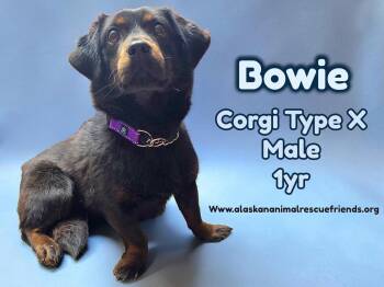 Corgi Dogs Available for Adoption in Anchorage, Alaska - Bowie | PetCurious