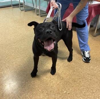 Shadow -  American Staffordshire Terrier and Mixed Breed Dog for Adoption in San Antonio, Texas - Shadow | PetCurious