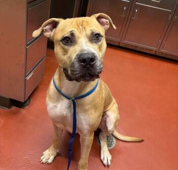 Rescue Mastiff Dogs for Adoption in Douglasville, Georgia - Caesar | PetCurious