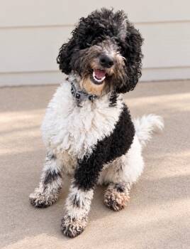 Chino -  Standard Poodle and Golden Retriever Dog for Adoption in Merrillville, Indiana - Chino | PetCurious