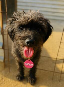Rescue Schnoodle Dogs for Adoption in San Diego, California - Matilda | PetCurious