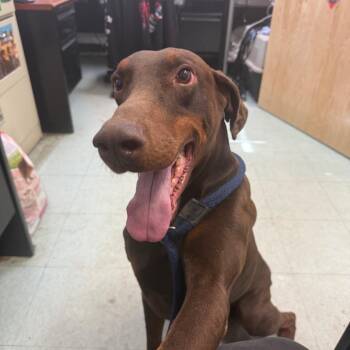 Big Red -  Doberman Pinscher Dog for Adoption in Philadelphia, Pennsylvania - Big Red | PetCurious