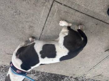 Kenjaku -  Mixed Breed Dog for Adoption in Cincinnati, Ohio - Kenjaku | PetCurious