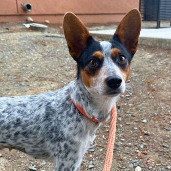 Grapefruit -  Australian Cattle Dog Blue Heeler Dog for Adoption in Walnut Creek, California - Grapefruit | PetCurious