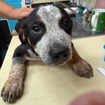 Australian Cattle Dog Blue Heeler and Mixed Breed Dogs Available for Adoption in Ardmore, Oklahoma - Rhett | PetCurious