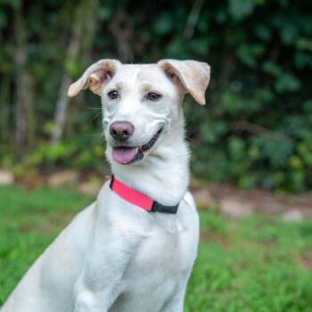 Amber Rose -  Terrier and Mixed Breed Dog for Adoption in Gainesville, Georgia - Amber Rose | PetCurious