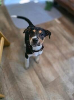 Bob -  Terrier Dog for Adoption in New London, Wisconsin - Bob | PetCurious