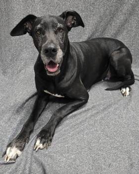 Lilly Rae -  Great Dane Dog for Adoption in Frankfort, Indiana - Lilly Rae | PetCurious