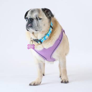 Granny Smith 14152 -  Pug Dog for Adoption in San Francisco, California - Granny Smith 14152 | PetCurious