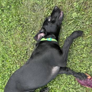 Minnie -  Black Labrador Retriever Dog for Adoption in Chicago, Illinois - Minnie | PetCurious