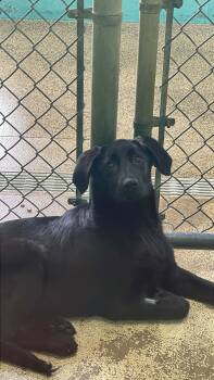 Black Labrador Retriever Dogs Available for Adoption - Josie | PetCurious
