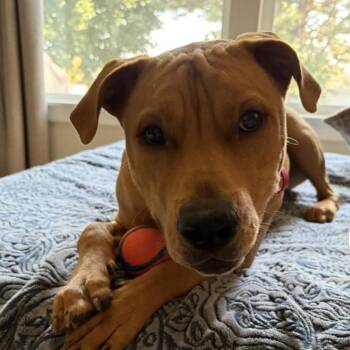 Jax -  Pit Bull Terrier Dog for Adoption in Boise, Idaho - Jax | PetCurious