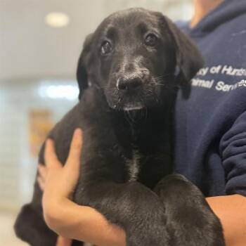 Labrador Retriever and Mixed Breed Dogs Available for Adoption - RUFUS | PetCurious