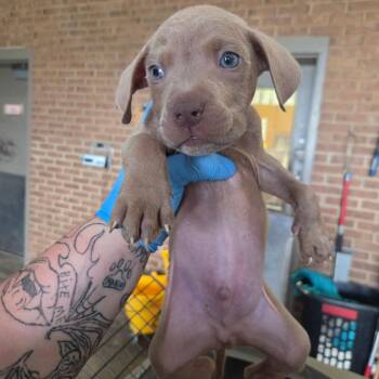 Peanut -  Pit Bull Terrier Dog for Adoption in Birmingham, Alabama - Peanut | PetCurious