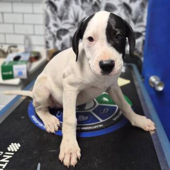 Hound Dogs Available for Adoption in Wahiawa, Hawaii - Leo | PetCurious