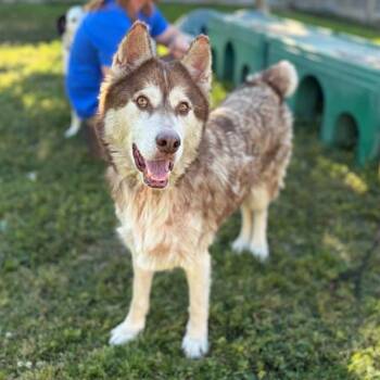 Siberian Husky Dogs Available for Adoption in Modesto, California - ROSTI | PetCurious