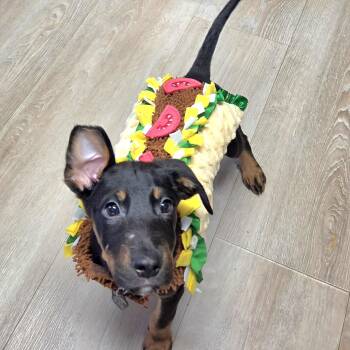 Burrito -  German Shepherd Dog and Labrador Retriever Dog for Adoption in Wyandotte, Michigan - Burrito | PetCurious