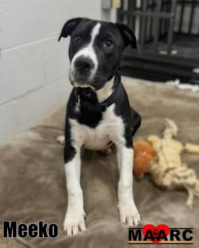 Great Dane and Terrier Dogs Available for Adoption in Maryville, Tennessee - Meeko | PetCurious