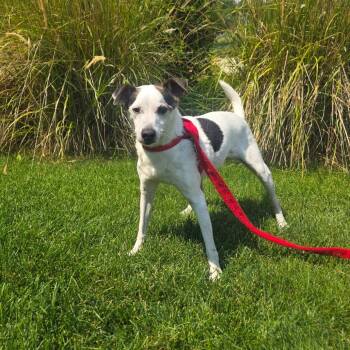 Petey -  Jack Russell Terrier Dog for Adoption in Great Falls, Montana - Petey | PetCurious