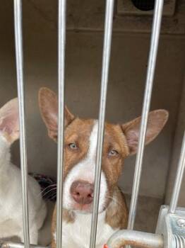 Basenji and Mixed Breed Dogs Available for Adoption in Oklahoma City, Oklahoma - A472462 | PetCurious