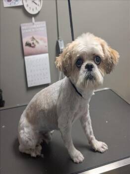 TACO TUESDAY -  Lhasa Apso and Mixed Breed Dog for Adoption in Las Vegas, Nevada - TACO TUESDAY | PetCurious