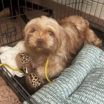 Acorn -  Shih Tzu Dog for Adoption in Phoenixville, Pennsylvania - Acorn | PetCurious